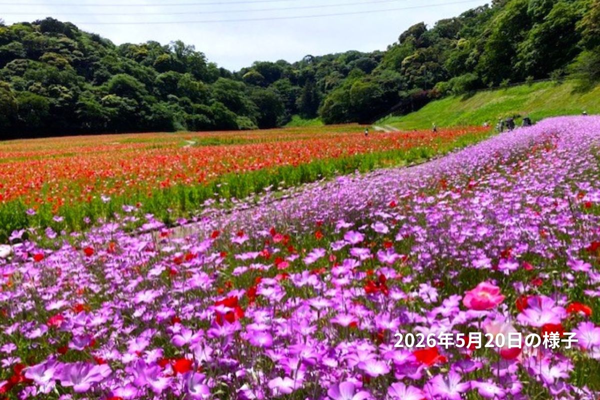 横須賀くりはま花の国・5/20～開花情報